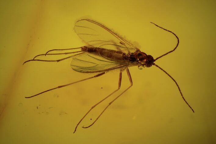 Fossil Fly (Diptera) In Baltic Amber #109451